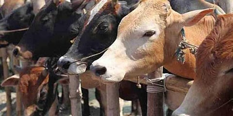 ಹಸುಗಳು