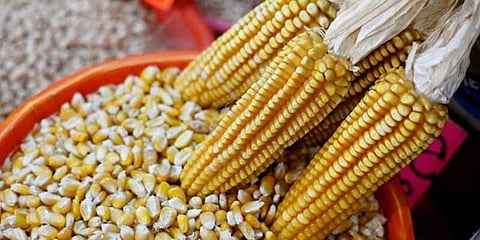 Karnataka govt permits poultry feed producers to buy maize from farmers