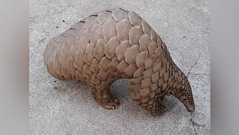 ಪ್ಯಾಂಗೊಲಿನ್ ಚಿತ್ರ