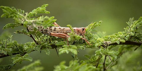 ಸಂಗ್ರಹ ಚಿತ್ರ