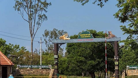 ಬಂಡಿಪುರ ಹುಲಿ ಸಂರಕ್ಷಿತ ಪ್ರದೇಶ