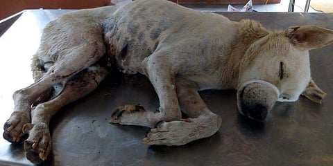 ಅಸ್ವಸ್ಥಗೊಂಡಿರುವ ಬೀದಿ ನಾಯಿ