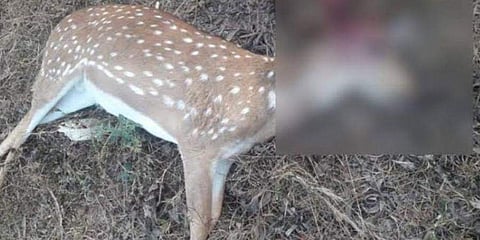 ಮೃತ ಜಿಂಕೆ