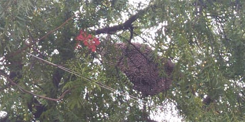 ಕಂಪ್ಲಿ ತಹಸಿಲ್ದಾರ್ ಕಚೇರಿ ಆವರಣದಲ್ಲಿ ಹೆಜ್ಜೇನು ದಾಳಿ