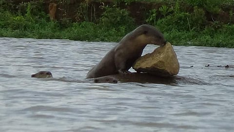 ನೀರು ನಾಯಿ