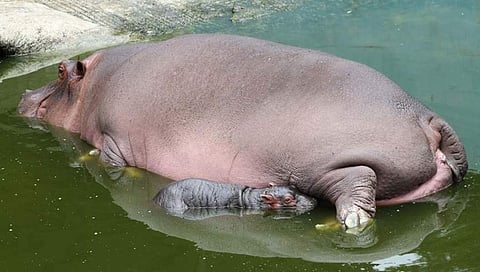ಹಿಪ್ಪೊಪೊಟಮಸ್