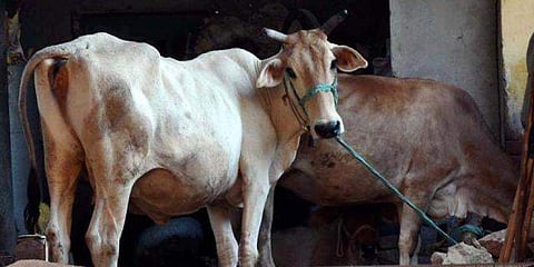 ಸಂಗ್ರಹ ಚಿತ್ರ