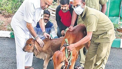 ಕರುಗಳ ಜೊತೆ ಸಿಎಂ ಯಡಿಯೂರಪ್ಪ