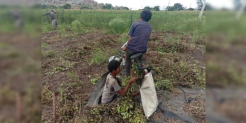 ಸೈಕಲ್ ಮೂಲಕ ಕಡಲೆಕಾಯಿ ಬೇರ್ಪಡಿಸುತ್ತಿರುವ ಬಾಲಕರು