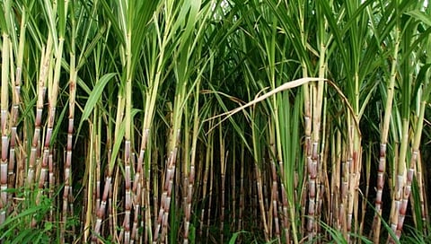 ಸಂಗ್ರಹ ಚಿತ್ರ