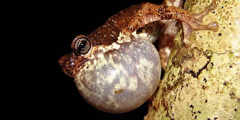 ಮಲಬಾರ್ ಟ್ರೀ ಟೋಡ್
