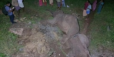ಮೃತಪಟ್ಟ ಮರಿಯಾನೆಗಳು