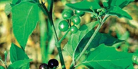 ಗಣಿಕೆ ಸೊಪ್ಪು