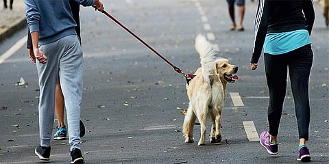 ನಾಯಿಗಳಿಗೆ ಕಬ್ಬನ್ ಪಾರ್ಕ್ ಪ್ರವೇಶ ನಿಷೇಧ