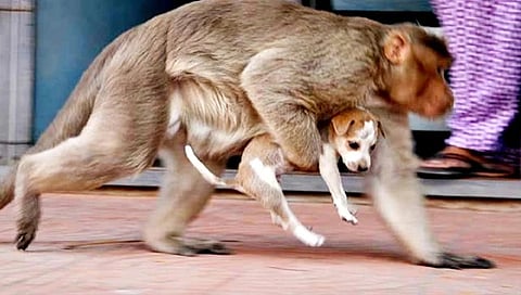 ಪ್ರತ್ಯಕ್ಷ ದೃಶ್ಯ
