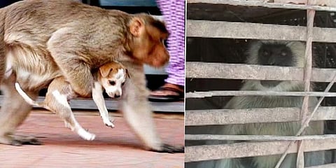 ಕೋತಿಗಳ ಬಂಧನ