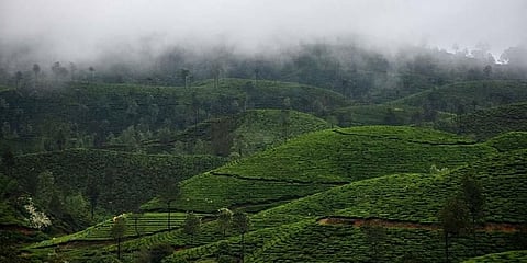 ಟೀ ಎಸ್ಟೇಟ್