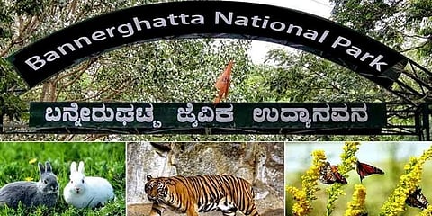 ಬನ್ನೇರುಘಟ್ಟ ಜೈವಿಕ ಉದ್ಯಾನವನ