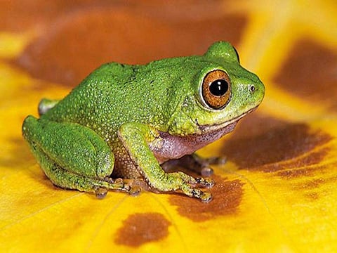ಸಾಂದರ್ಭಿಕ ಚಿತ್ರ