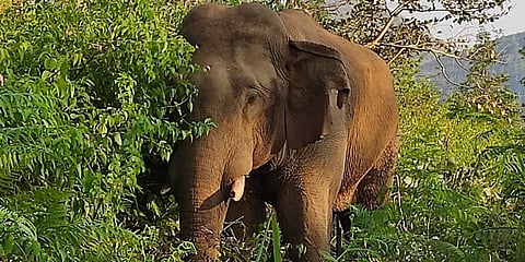 ಸಾಂದರ್ಭಿಕ ಚಿತ್ರ