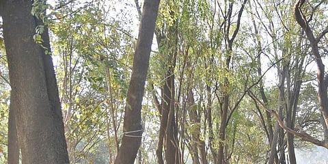 ಮರಗಳ ಚಿತ್ರ