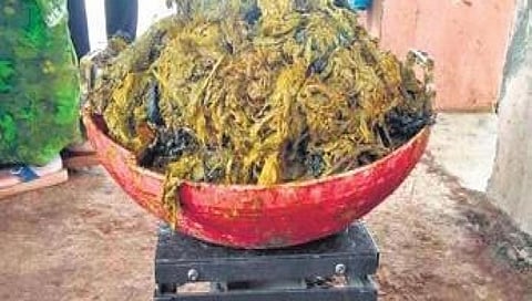 ಹಸುವಿನ ಹೊಟ್ಟೆಯಿಂದ ಹೊರತೆಗೆಯಲಾದ ಪ್ಲಾಸ್ಟಿಕ್ ವಸ್ತುಗಳು