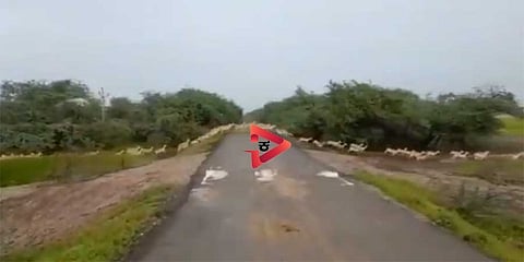 ರಸ್ತೆ ದಾಟುತ್ತಿರುವ ಕೃಷ್ಣಮೃಗಗಳು