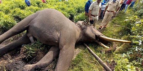 ಕಾಡಾನೆ ಸಾವು
