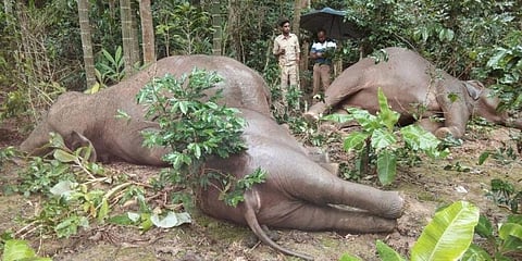 ಆನೆಗಳ ಸಾವು