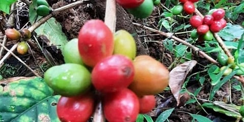 ಅರೇಬಿಕ ಕಾಫಿ