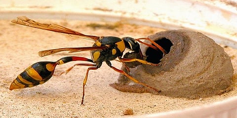 ಸಾಂದರ್ಭಿಕ ಚಿತ್ರ