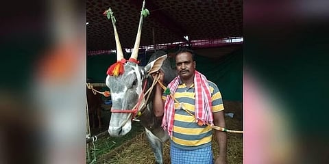 ಇದು ಹಳ್ಳಿಕಾರ್ ತಳಿ ಹೋರಿ 'ಕೃಷ್ಣ'ನ ಶಕ್ತಿ: ಮಳವಳ್ಳಿ ತಾಲ್ಲೂಕಿನ ರೈತ ಬೋರೇಗೌಡ ರ ಹೋರಿಯ ಕರಾಮತ್ತು ನೋಡಿ...