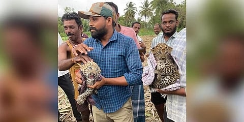 ಕಬ್ಬಿನ ಗದ್ದೆಯಲ್ಲಿ ಸಿಕ್ಕ ಚಿರತೆ ಮರಿಗಳೊಂದಿಗೆ ಇರುವ ಅರಣ್ಯ ಇಲಾಖೆ ಸಿಬ್ಬಂದಿ