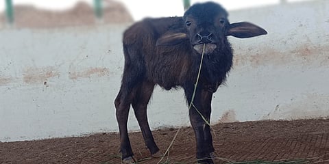 ಪ್ರಾತಿನಿಧಿಕ ಚಿತ್ರ