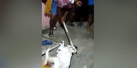ನಾಯಿಗೆ ಥಳಿಸುತ್ತಿರುವ ವೀಡಿಯೋ ದೃಶ್ಯ