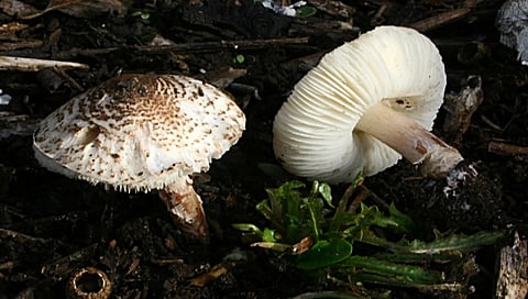 ಸಾಂದರ್ಭಿಕ ಚಿತ್ರ