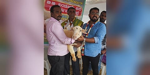 2 ಲಕ್ಷ ರೂಪಾಯಿಗೆ ಮಾರಾಟವಾದ ಬನ್ನೂರು ಕುರಿ
