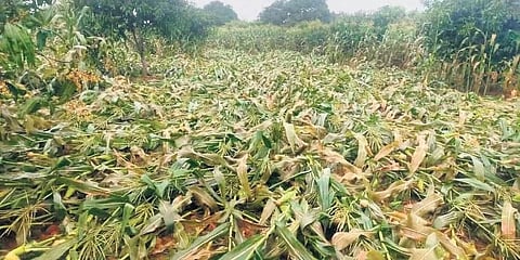 ಚಂಡಮಾರುತದಿಂದ ಹಾನಿಗೊಳಗಾದ ಸ್ಟೀಟ್ ಕಾರ್ನ್