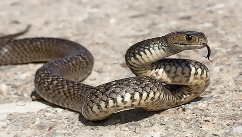 snake bite (file pic)