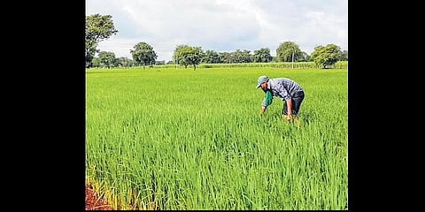 ಸಂಗ್ರಹ ಚಿತ್ರ