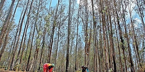 ನೀಲಗಿರಿ ಕೃಷಿ