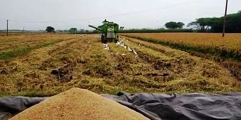 ಭತ್ತದ ಬೆಳೆ