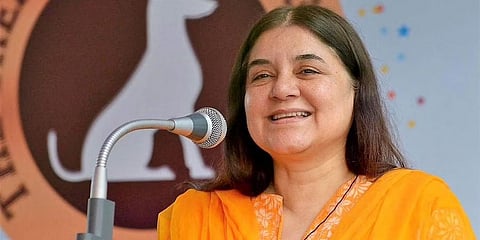 ಮನೇಕಾ ಗಾಂಧಿ