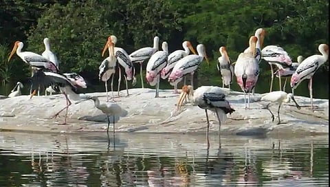 ರಂಗನತಿಟ್ಟು ಪಕ್ಷಿಧಾಮ