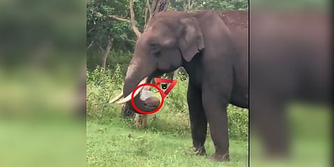 ಪ್ಲಾಸ್ಟಿಕ್ ತಿಂದ ಆನೆ