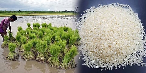 ನುಚ್ಟಕ್ಕಿ ರಫ್ತು ನಿಷೇಧ