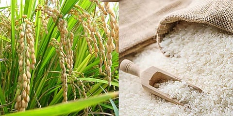 ಅಕ್ಕಿ ಉತ್ಪಾದನೆ