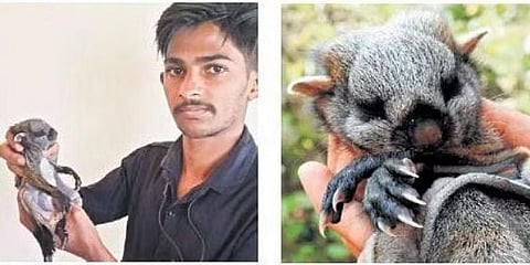 ಹಾರುವ ಅಳಿಲನ್ನು ರಕ್ಷಣೆ ಮಾಡಿರುವ ಬಿಲಾಲ್ ಶೇಖ್.