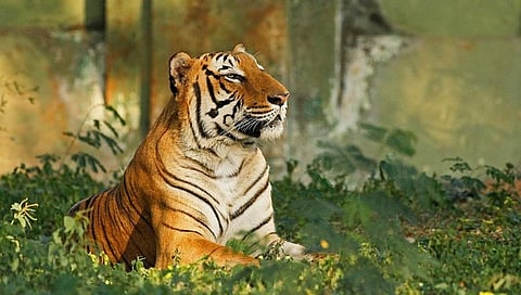 ಸಂಗ್ರಹ ಚಿತ್ರ