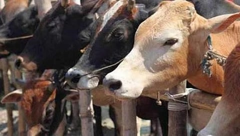 ಸಂಗ್ರಹ ಚಿತ್ರ